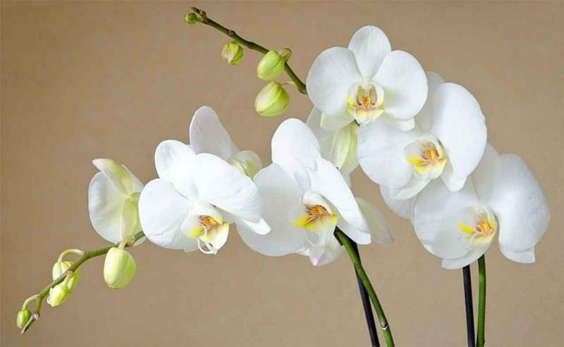 kuinka hoitaa orkideoita