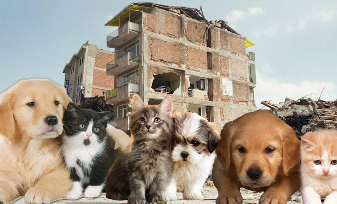 Mitä lemmikkieläinten pitäisi tehdä ennen maanjäristystä ja sen jälkeen? Ne, joilla on lemmikki maanjäristyksen aikaan