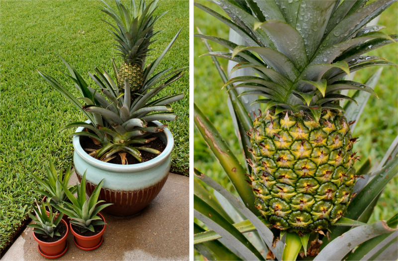 Kuinka kasvattaa ananaksia kotona? Kuinka ananas juurtuminen tapahtuu?