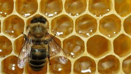 Missä mehiläismyrkkyä käytetään? Mitä hyötyä mehiläismyrkkystä on? Mihin sairauksiin mehiläisten myrkky on hyvä?