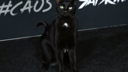 Musta kissa Hollywoodin ensi-illassa ...