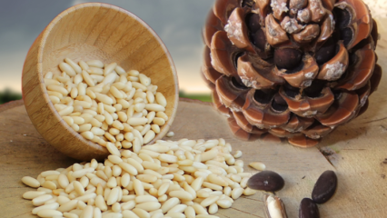 Mitkä ovat männynpähkinöiden ravintoarvot? Mitä hyötyä on pinjansiemenistä?
