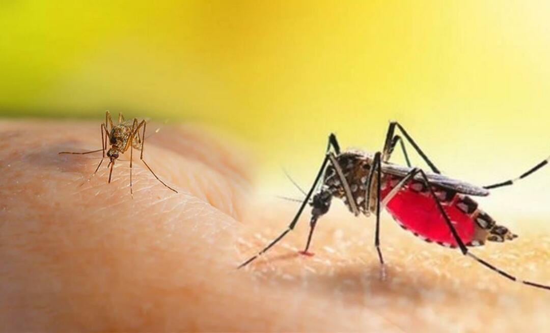 Mitkä ovat Aedes-hyttysen pureman oireet? Miten välttää Aedes-hyttysen puremat?