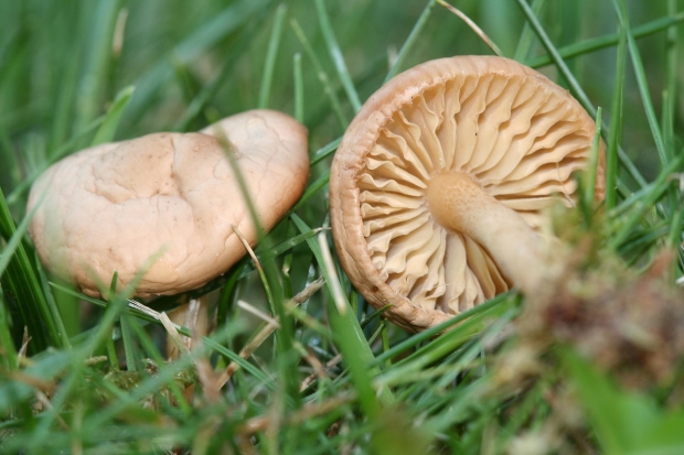 Mitä hyötyä sienestä on? Mihin sairauksiin sienet ovat hyviä?