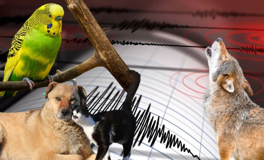 Tuntevatko eläimet maanjäristykset etukäteen? Maanjäristys ja eläinten epänormaali käyttäytyminen...