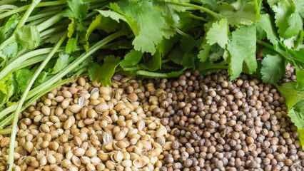 Mitä hyötyä korianterin siemenistä on? Korianteriöljy suuhaavoille! Korianterin käyttö ...