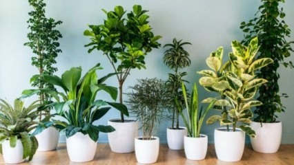 8 kasvia, joita on helppo ylläpitää