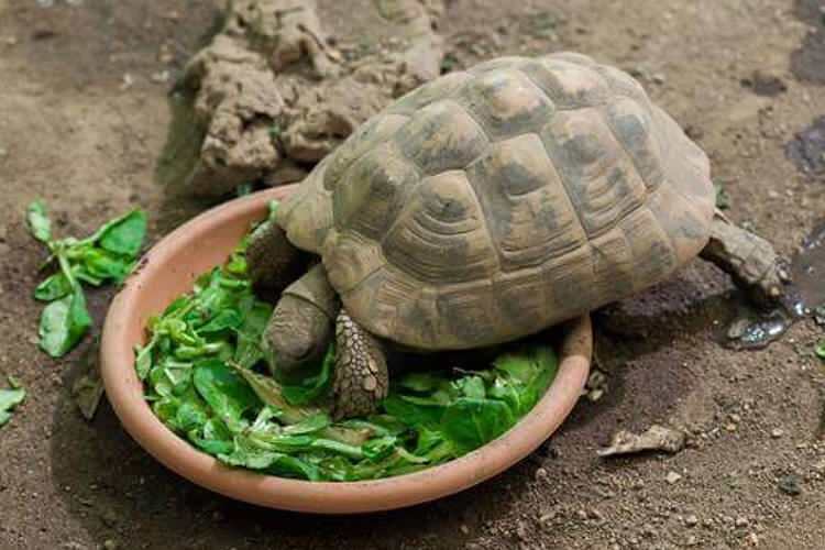Mitä kilpikonna syö ja miten se syö? Mitä ruokia kilpikonna rakastaa?