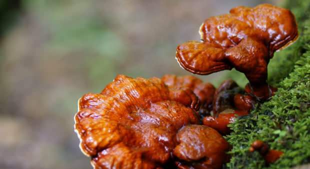 miten kuluttaa reishi-sieniä