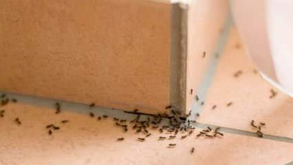 Tehokas tapa muurahaisten poistamiseen kotona! Kuinka muurahaiset voidaan tuhota tappamatta? 