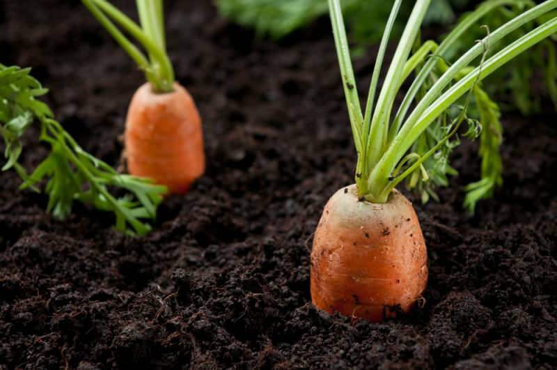 Kuinka kasvattaa porkkanat ruukuissa kotona? Porkkananviljelymenetelmät ruukuissa