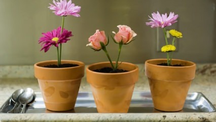 Kukkia, jotka on hoidettava kotona kevään aikana