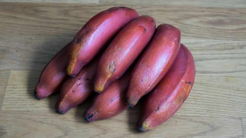 punaiset banaanit muuttuvat purppuraisiksi kypsyessään