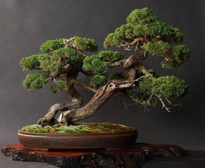 Kuinka kasvattaa bonsai-puuta? Kuinka hoitaa bonsai-puuta Bonsai-puun ominaisuudet