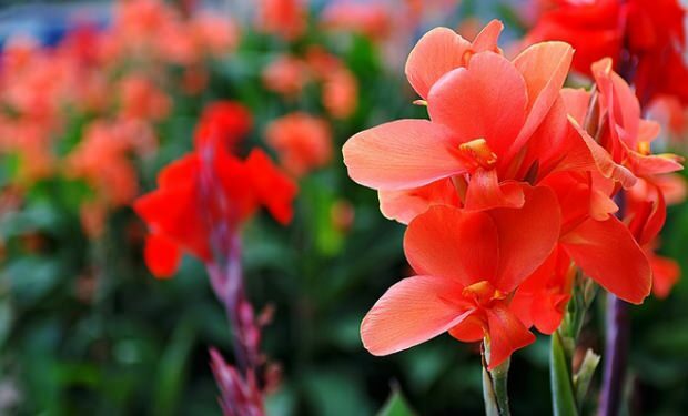 Hoito gladiolus kukka 