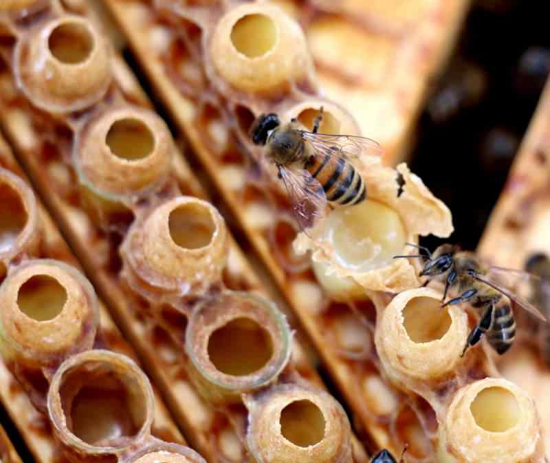 Mehiläismehu on luonnon tehokkain vitamiinien ja mineraalien lähde.