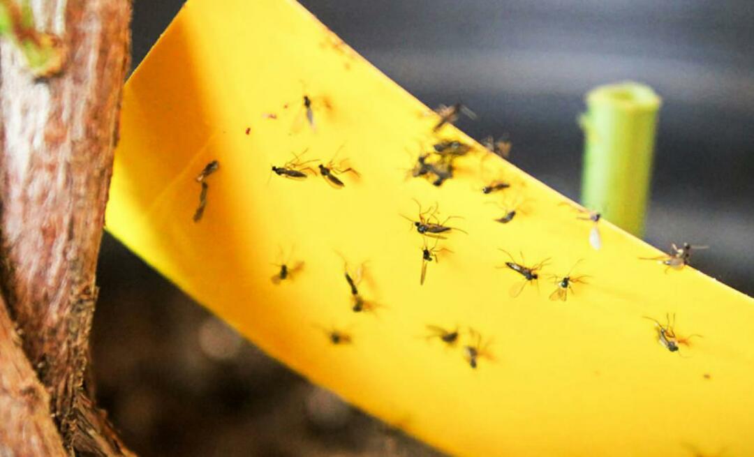 Lopullinen ratkaisu hyönteisten torjuntaan kotona! Kuinka estää pienten kärpästen lentäminen kotona?