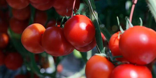 Hyödyttääkö tomaatti ihoa?