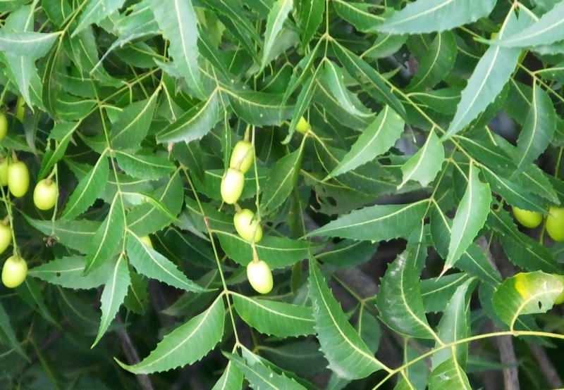 neem-puu poistaa toksiinit kehosta