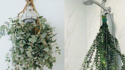 Kuinka ripustaa eukalyptus suihkussa? Tapoja käyttää eukalyptusta kylpyhuoneen sisustuksessa!