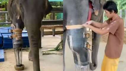 Nuori sosiaalinen media ravisti proteettista jalkaa norsuille! 