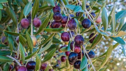 Mitä hyötyä oliivista on? Kuinka oliivilehdet kulutetaan? Jos nielet oliivin siemeniä ...