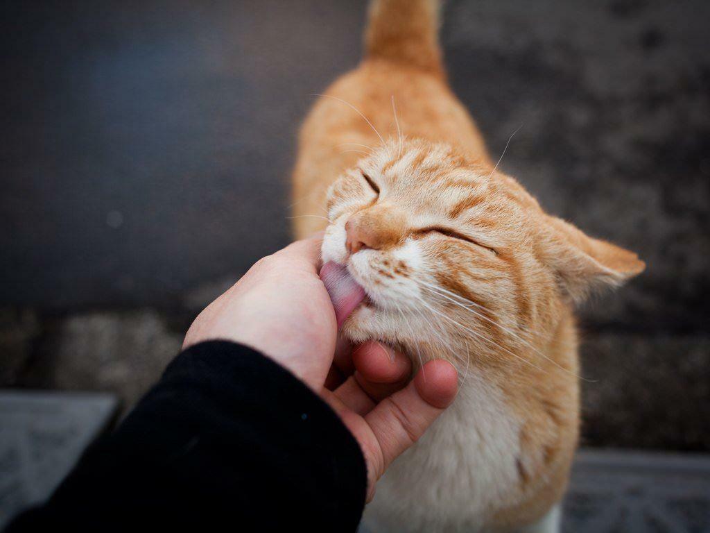 Kissojen liikkeiden merkitys 