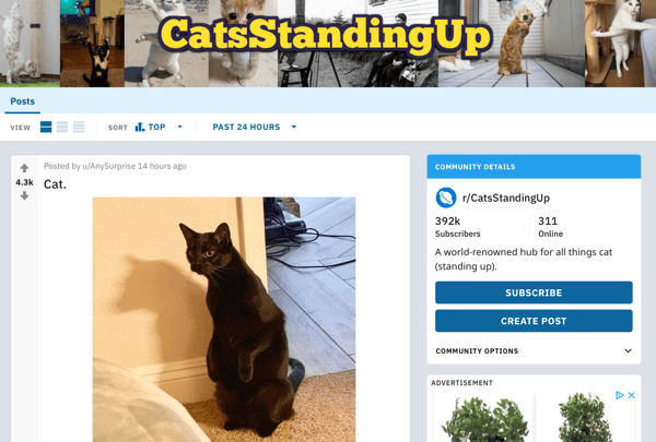 Kuinka markkinoida yritystäsi Redditissä, esimerkkiviesti subreddit r / CatsStandingUp -palvelusta
