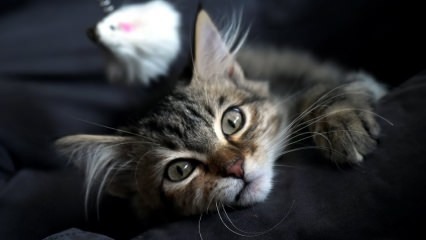 Kuinka kissanhiekka tulisi puhdistaa? Mitä tehdä kissanhiekan tuoksulle?