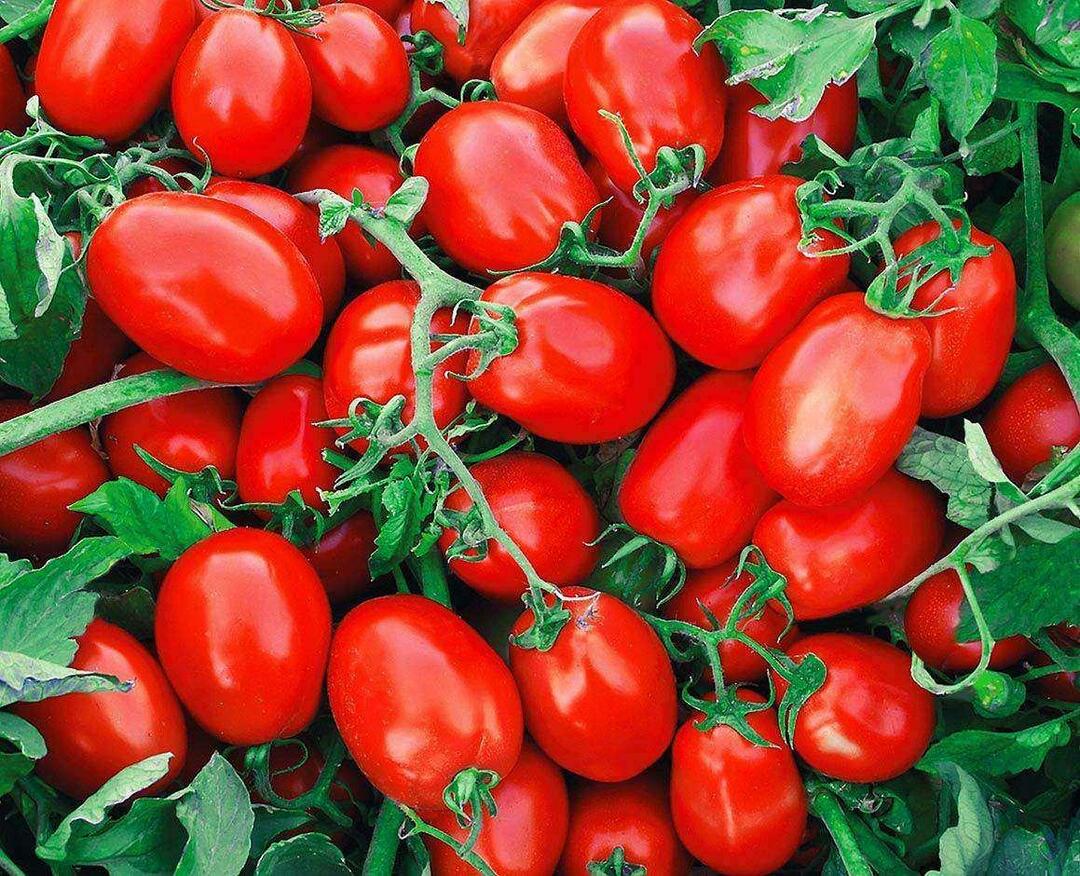Kuinka valita säilötyt tomaatit