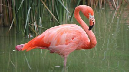 Adana tuli 'Pink Flamingos'-kodiksi!