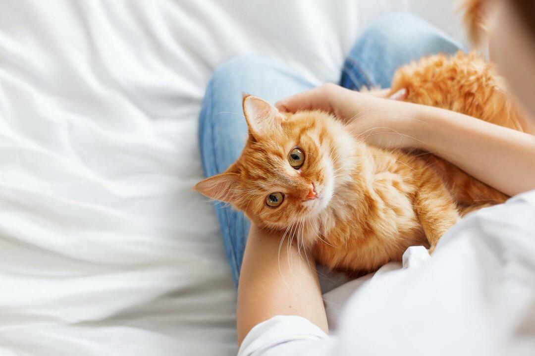 Mistä tietää, ovatko kissat onnellisia? Rakastaako kissani minua? Kissojen liikkeiden merkitys