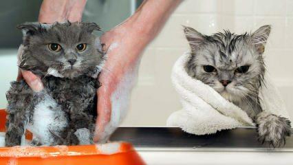 Pesevätkö kissat? Kuinka pestä kissat? Onko kissojen uiminen haitallista?