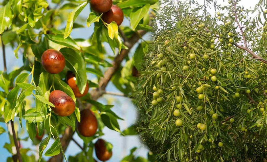 Kuinka itää jujuben siemeniä? Kuinka kasvattaa jujube kasvia ruukussa? jujube hoito