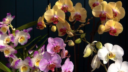 Kuinka hoitaa orkideoita? Kuinka kastaa orkideaa kotona? Menetelmä orkideoiden elvyttämiseksi