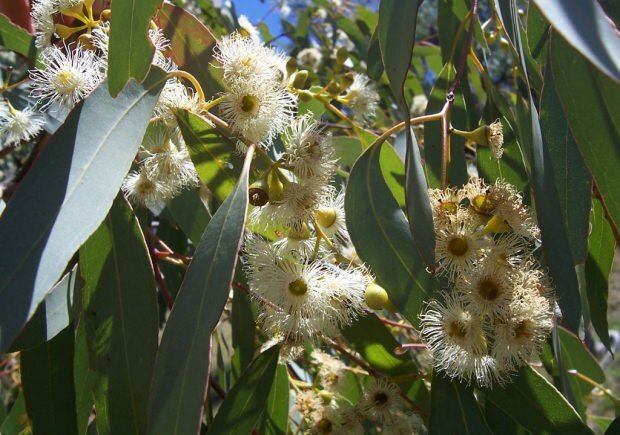 eukalyptuslehti 