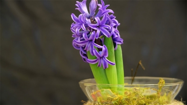 Kuinka kasvattaa hyasintin kukkaa Kuinka tuottaa hyasintinkukkia?