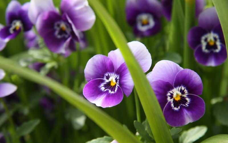 Kuinka hoitaa violetti kukka? Kuinka tuottaa violetti kukka?