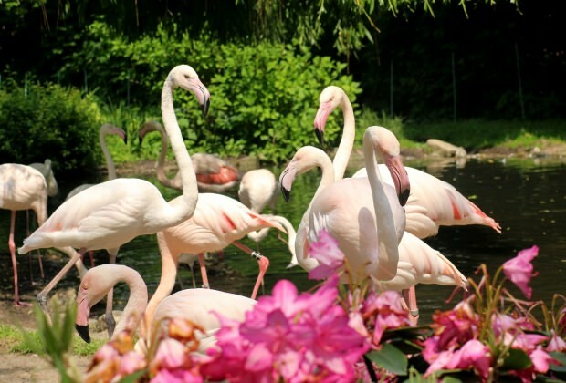 Mitä tehdä Flamingoköyssä?
