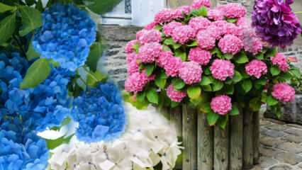 Kuinka hoitaa hydrangean kukka kotona? Hortensian kukkien etenemismenetelmät 