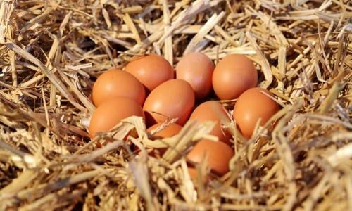 Kuinka ymmärtää luonnonmukaisia ​​munia?