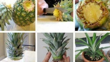 Kuinka kasvattaa ananaksia kotona?