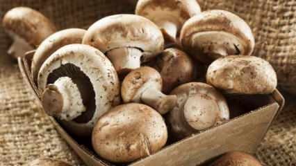 Kuinka ymmärtää sienen tuoreus? Kuinka säilyttää sieniä? Vinkkejä sienten keittoon