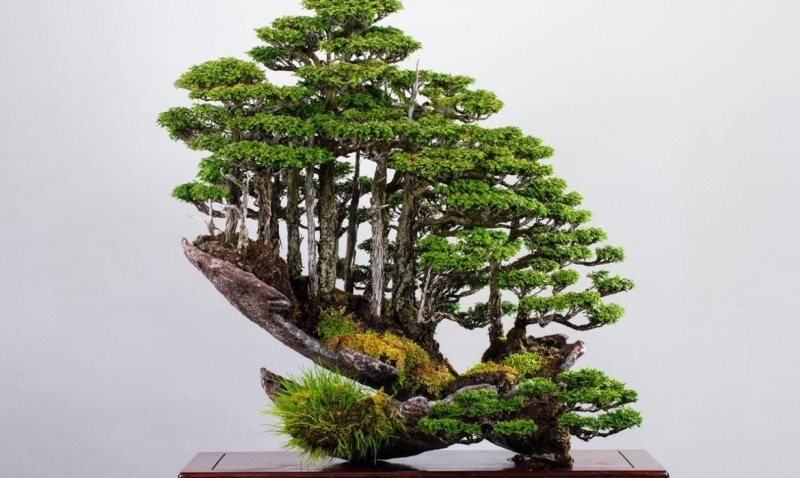 bonsai-puun ominaisuudet