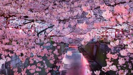 Mitä Sakura tarkoittaa? Sakura-kukan tuntemattomat ominaisuudet