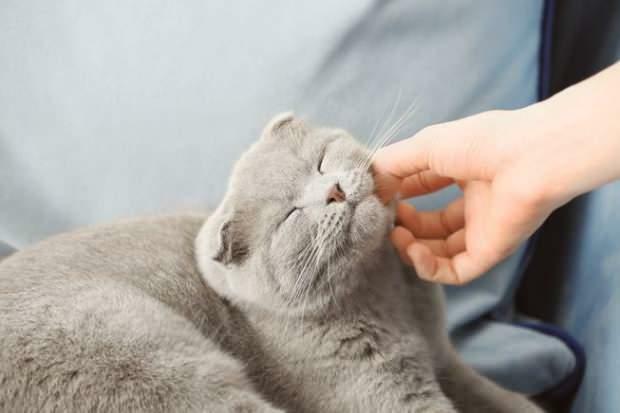 Kuinka kissat osoittavat rakkautensa