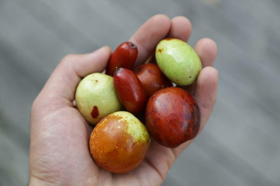 Menetelmä laihtua syömällä jujubea! Mitä jujube on? Tekeekö siitä teetä painonpudotukseen? Jujube-etikan edut