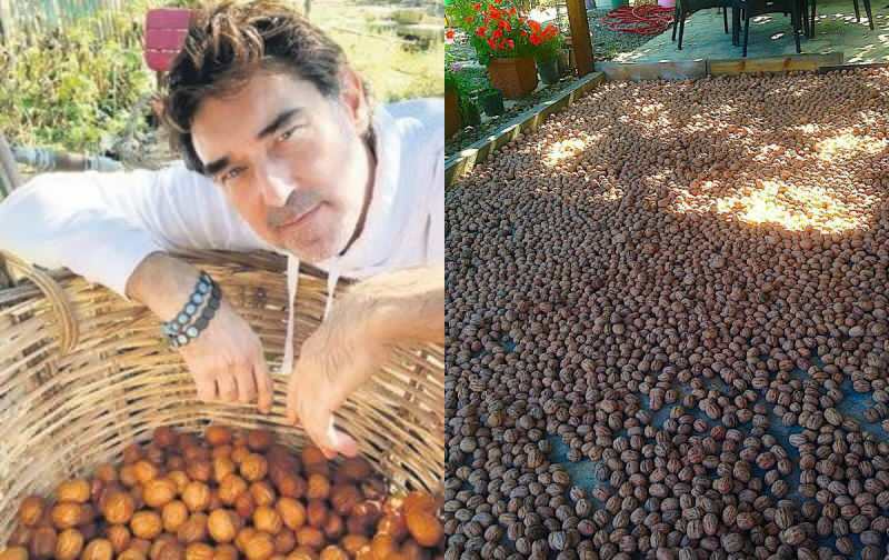 Burak Hakkı aloitti saksanpähkinöiden sadon tilallaan!