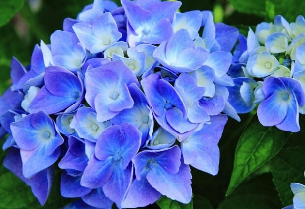 Sininen hortensia
