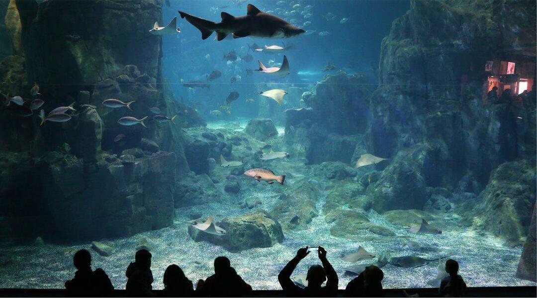 Istanbulin akvaario